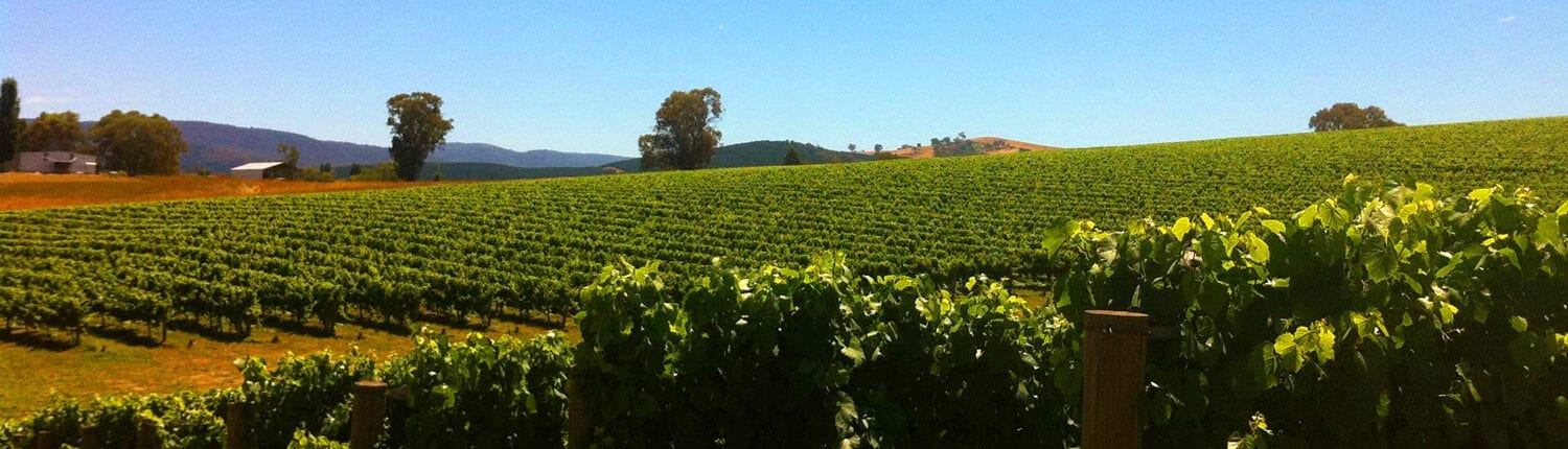 Chalkers Crossing Wine Hilltop Vineyard